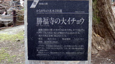 勝福寺の大イチョウ2