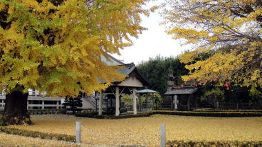 星谷寺の銀杏2