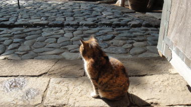 猫