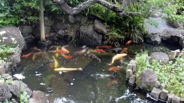 鯉