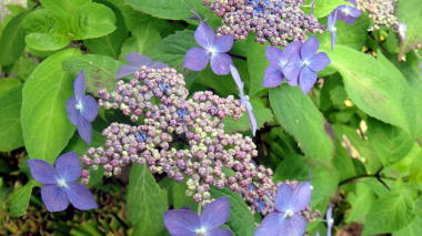 花1
