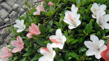 花3