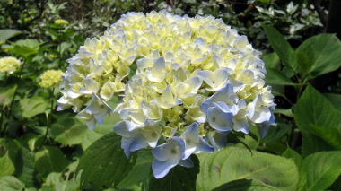 花2