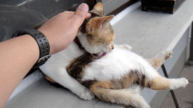 猫