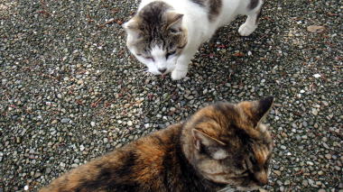 猫2
