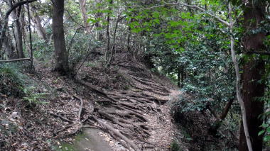 木の根