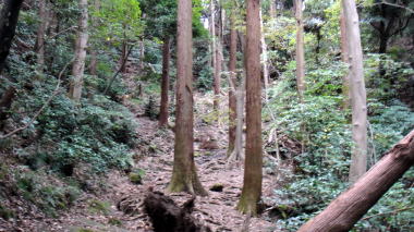杉