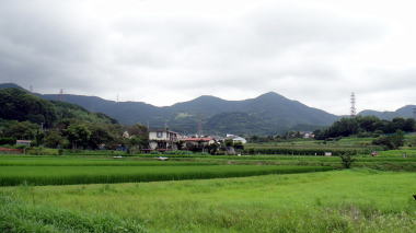 田んぼ