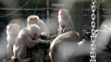 披露山公園の猿達