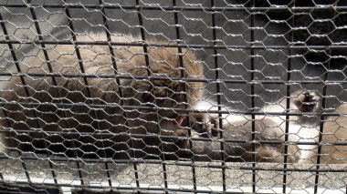 披露山公園の猿達2