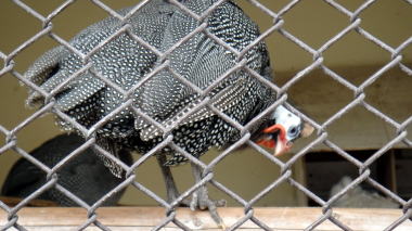 ホロホロ鳥