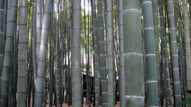 報国寺竹の庭2