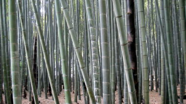 報国寺竹の庭6
