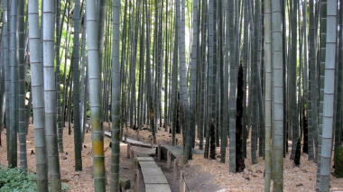 報国寺竹の庭10