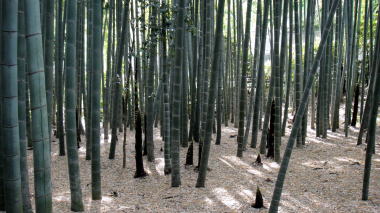 報国寺竹の庭11