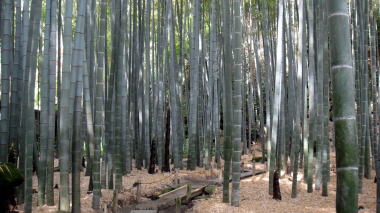 報国寺竹の庭14