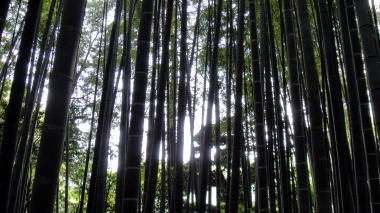 報国寺竹の庭8