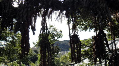 白山神社注連縄6
