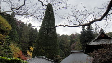 安楽寺の高野槇