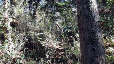 衣張山登山道3