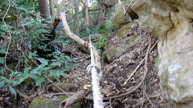衣張山登山道6