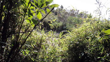 衣張山登山道10
