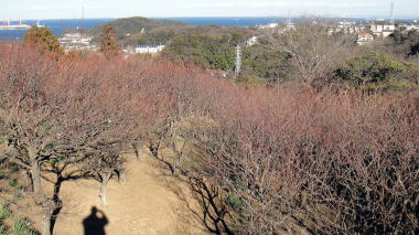 田浦梅の里