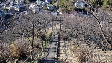 旧田浦梅林
