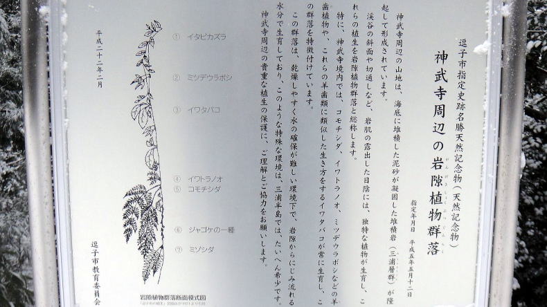 神武寺周辺の岩隙植物群落