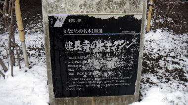 建長寺のビャクシン3