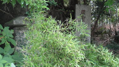 三貴園5