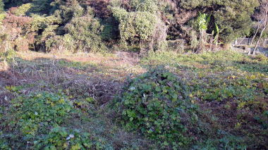 田辺ヶ池03