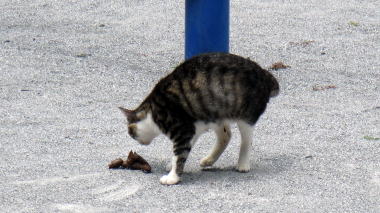 野良猫1