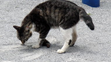 野良猫2